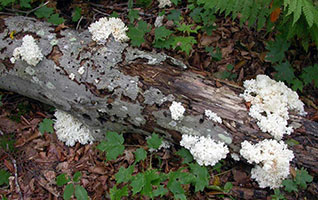 Hericium coralloides .